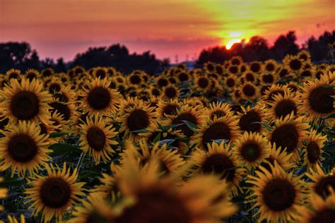 Sunflower Sunset 001 Photograph by Lance Vaughn