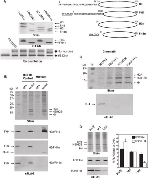 Tail Domain Regions Of H3 And H4 Exhibit Distinct Functions In Cellular