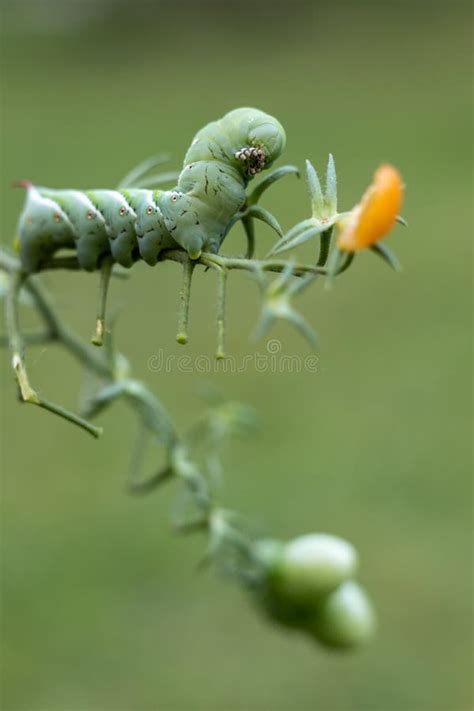 Tomato Hornworm Caterpillar on Tomato Plant in Garden Green Background Copy Space Stock Photo ...