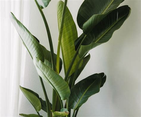 grote kamerplanten voor  huis ecostyle