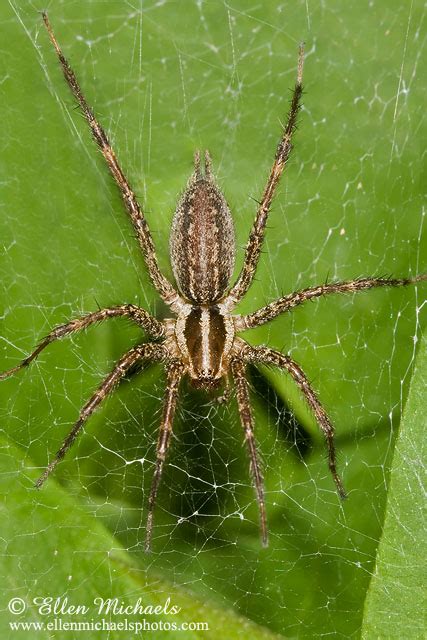 Funnel Web Weaver Grass Spider Agelenopsis