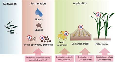 Microbial Inoculants Attra Sustainable Agriculture