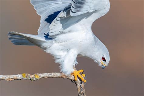 Premium Photo Blackshouldered Kite Or Blackwinged Kite Elanus