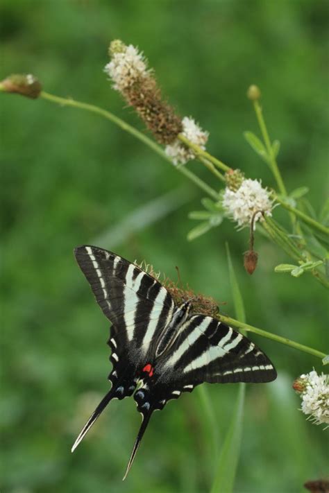 White Prairie Clover Dalea Candida Starter Plant Blazing Star