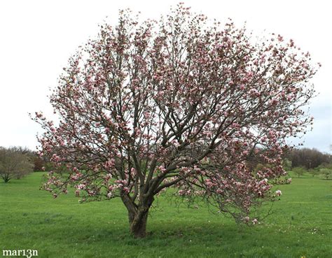 Saucer Magnolia - Magnolia x soulangiana - North American Insects & Spiders