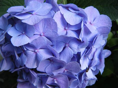 Hydrangea Blossom Bloom - Free photo on Pixabay