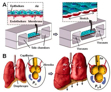 Biosensors Free Full Text A Comprehensive Review Of Organ On A Chip