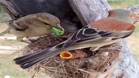 Bird House Sparrow Brings Food To Feed Small Babies Bird Youtube