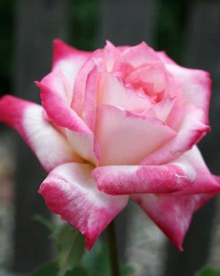 Lovely Red Dominique Sorribes Porn Pictures XXX Photos Sex Images 2097041 PICTOA