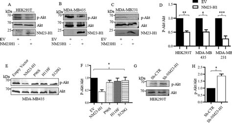 Cells Expressing Nm23 H1 Show A Reduction In P Akt Levels Ac