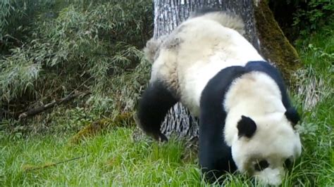 Wild Giant Panda Caught On Camera Foraging Marking Territory Cgtn