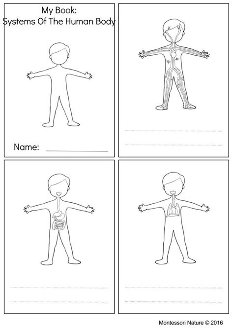 Systems Of The Human Body 2 Endocrine System Circulatory System