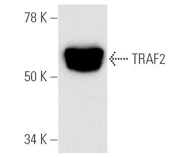 Traf H Scbt Santa Cruz Biotechnology