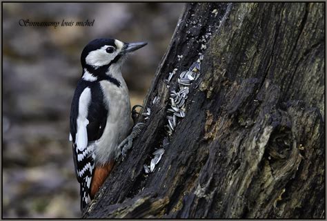 Great Spotted Woodpecker Pic Peiche Louis Michel Sinnassamy