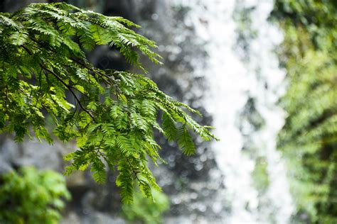 غابة الشلالات و السيكويا تيار صور الخلفية اوراق اشجار Metasequoia الشلال صورة الخلفية للتحميل