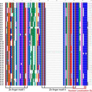 Multiple Sequence Alignment Of Dof Domain Sequences From The Proteins