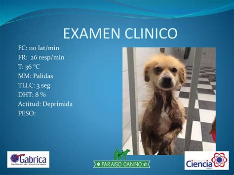 Hipotiroidismo Canino PPT