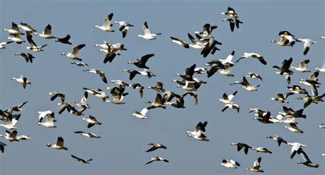 Dakotagraph: Waterfowl migration underway