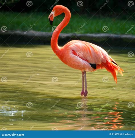 Flamingo Standing On Two Foot Stock Image Image Of Pose Pink 21505255