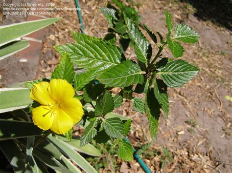 Plantfiles Pictures Turnera Species Ramgoat Dashalong Sage Rose