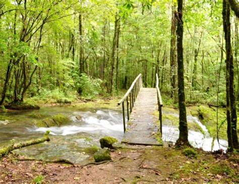 Preguntas Frecuentes Reserva De La Biosfera El Cielo