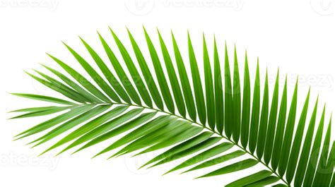 Ai Generated Coconut Palm Leaves 35638106 Png