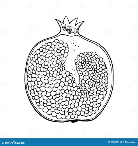 Pomegranate Outline Sketch Stock Vector Illustration Of Hand 232069162