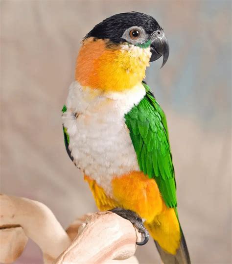 Caique Parrot Personality - Green-thighed Parrot The Fun Pet