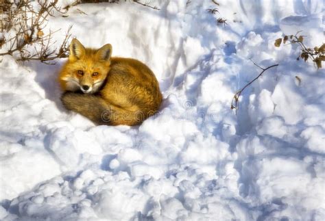 Urban Fox stock image. Image of canidae, glance, curled - 38248813