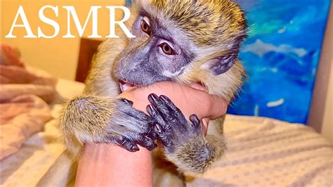 Asmr Monkey Grooming Primal Stimulation Relax Tingles Sleep Stress