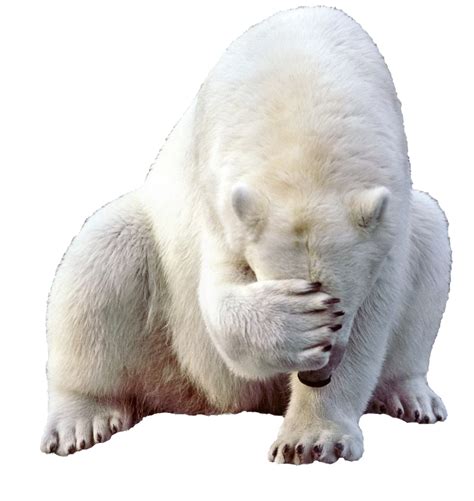 Baby Polar Bear Kodiak bear - polar bear png download - 1209*1280 - Free Transparent Polar Bear ...