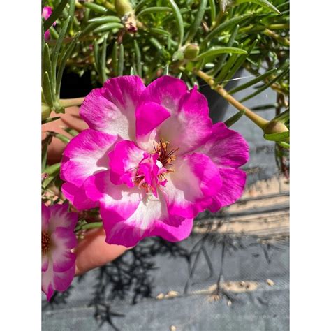 Pinky Snow Cuttings, 4" Stem, Portulaca grandiflora, Succulent Ground
