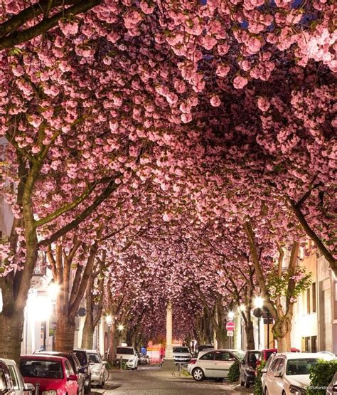 Vivid Cherry Blossom Avenue in Bonn, Germany - Places To See In Your ...