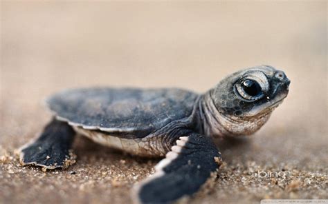 Sea Turtle Laptop Wallpapers - Top Free Sea Turtle Laptop Backgrounds ...