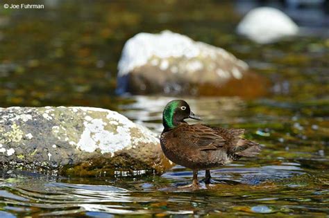 Campbell Island Flightless Teal – Joe Fuhrman Photography