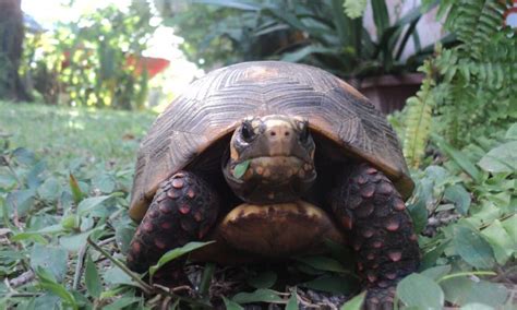 Qual a diferença entre tartaruga cágado e jabuti Zona Curiosa