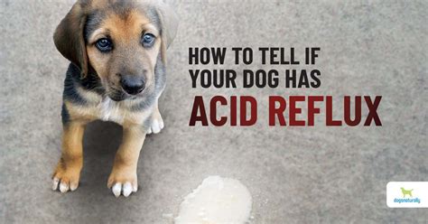 Acid Reflux In Dogs: These DIY Solutions Work | Dogs Naturally