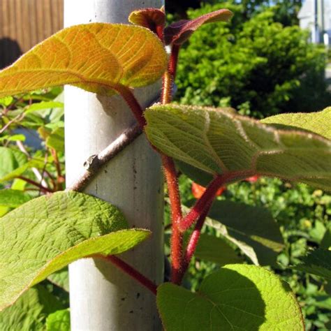 Kiwi Chinesischer Strahlengriffel Actinidia Chinensis Samen