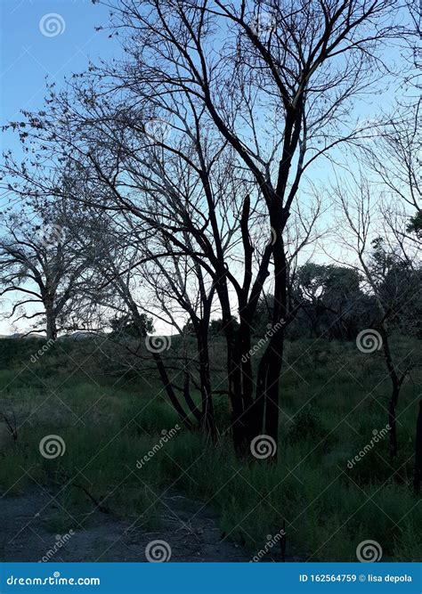 End Of Summer Stock Image Image Of Trees Summer Naked