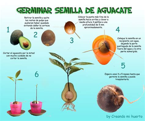 Creando Mi Huerto: Germinar Semilla de Aguacate