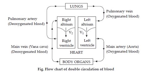 NCERT Solutions For Class 11 Biology Chapter 18 Body Fluids And Circulation