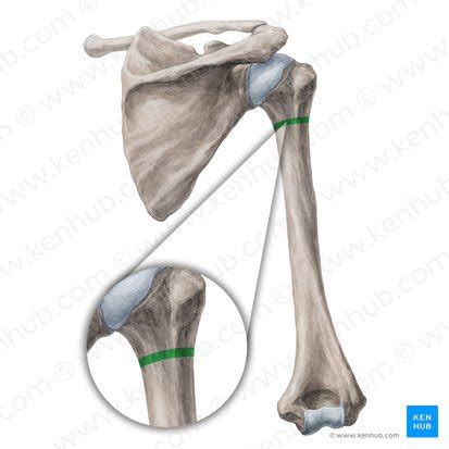 Surgical neck of humerus: Anatomy and clinical importance | Kenhub