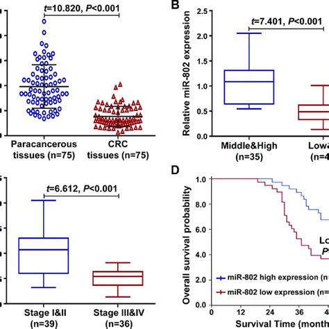 Decreased Expression Of MiR 802 Is Related With CRC Progression And