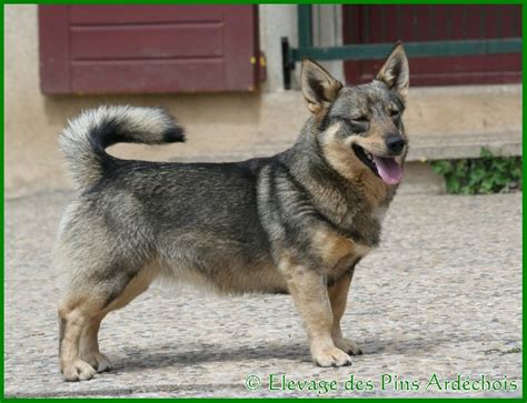 Chien Elevage Des Pins Ard Chois Eleveur De Chiens Vallhund Su Dois