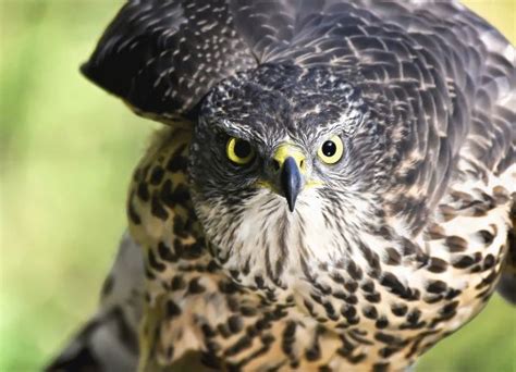 Fotos gratis pájaro fauna silvestre pico búho pluma ave de