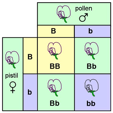 Image: Punnett square mendel flowers