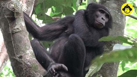 A Beautiful Bonobo Is Resting On The Tree Observations Of Bonobos 132