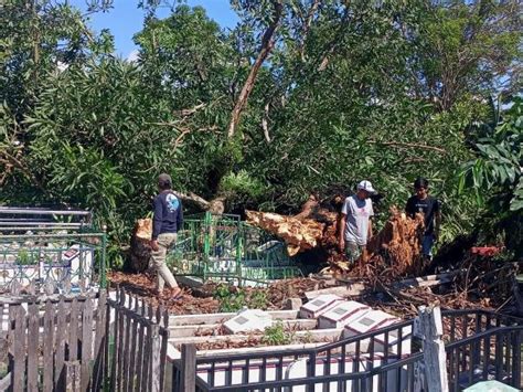 Akibat Angin Kencang Pohon Raksasa Berusia Tahun Tumbang Merusak