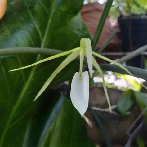 Lady Of The Night Orchid Brassavola Nodosa