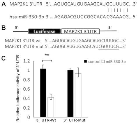 Mir P Suppresses Liver Cancer Cell Migration By Targeting Map K